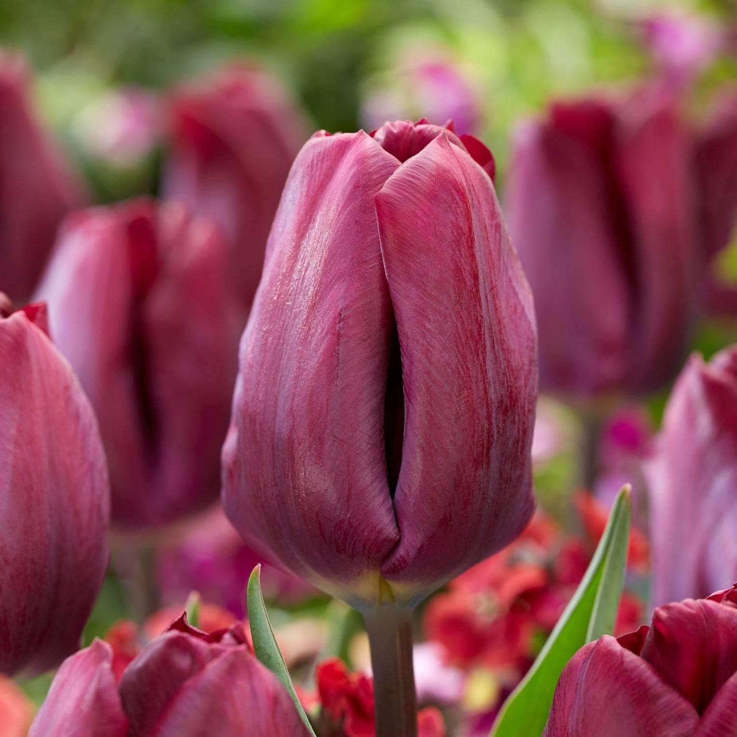 Tulppaani 'Purple Lady',